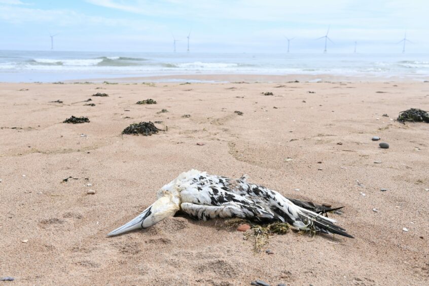 Dead seabird washed up on Balmedie Beach in Aberdeenshire.