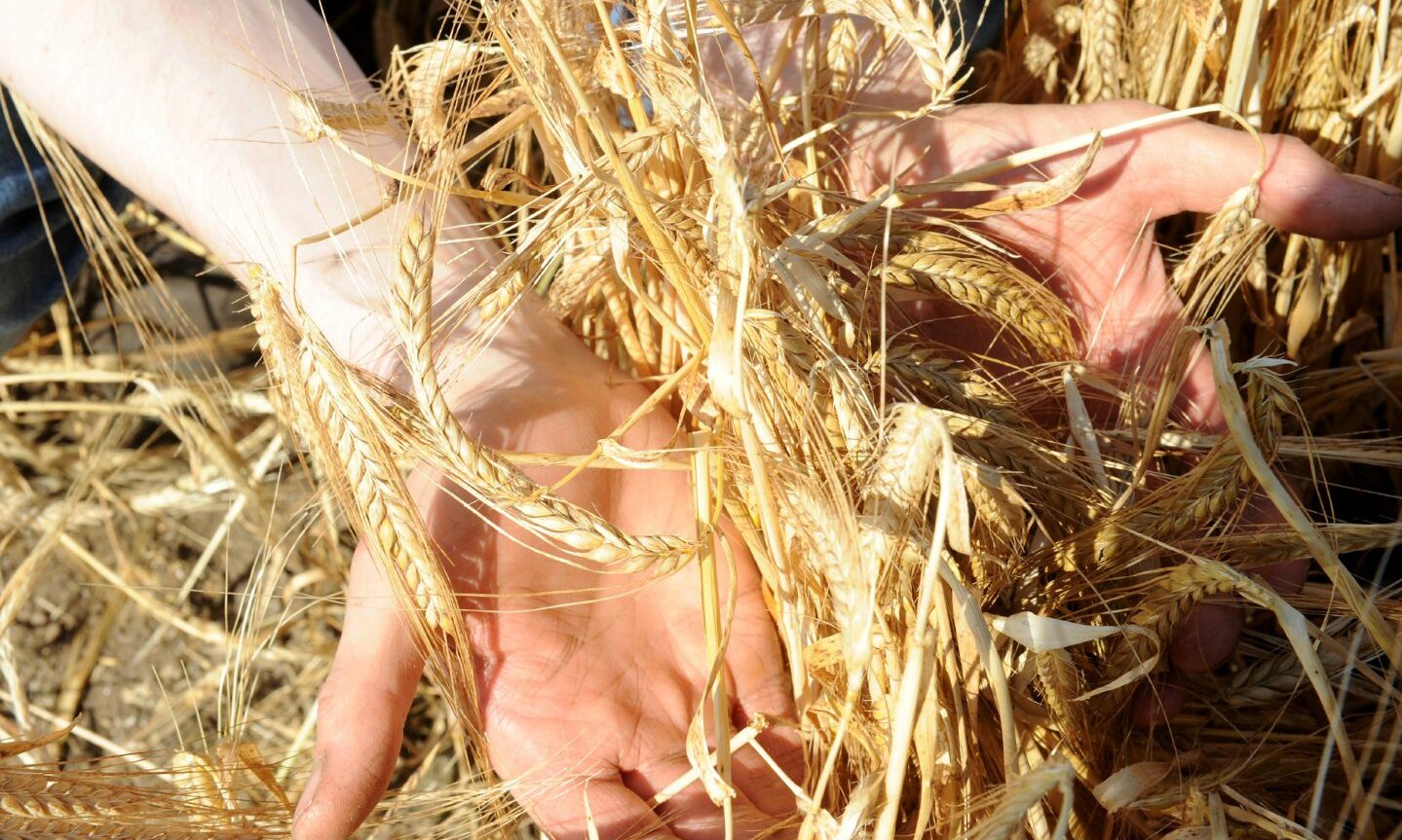 Dry weather sees stars align for early harvest - Vimarsana News