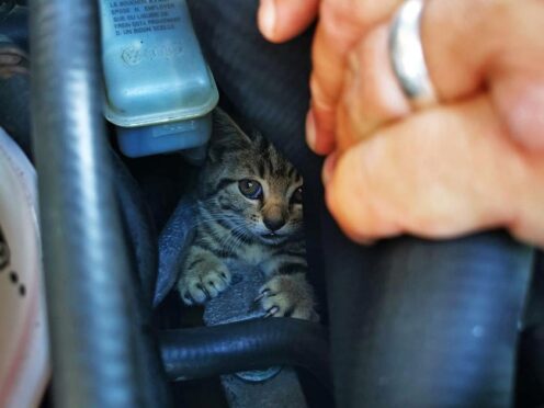 The eight-week-old kitten was discovered inside a tiny hole between the wheel arch and liner of a Volkswagen Golf. (Martyn Collick/PA)