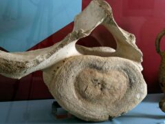 The whale bone measures more than half a metre across (English Heritage/PA)