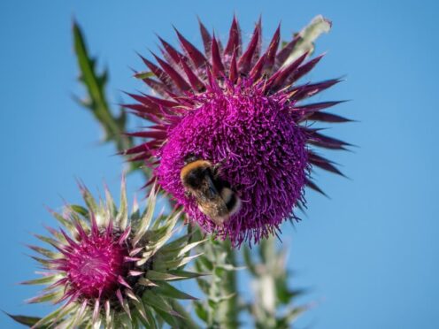 The South Downs National Park has seen a 72% rise in recorded bee populations and other pollinators since it launched its wildflower meadows projects (South Downs National Park Trust/PA)