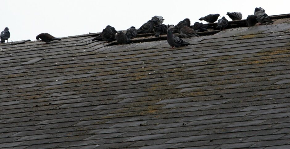 The former cinema became home to a family of pigeons before the bulldozers moved in.