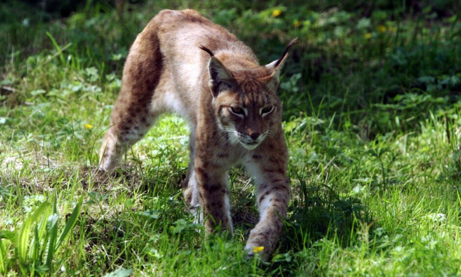 A Northern Lynx at Camperdown Wildlife Centre, Dundee. Image: DC Thomson.