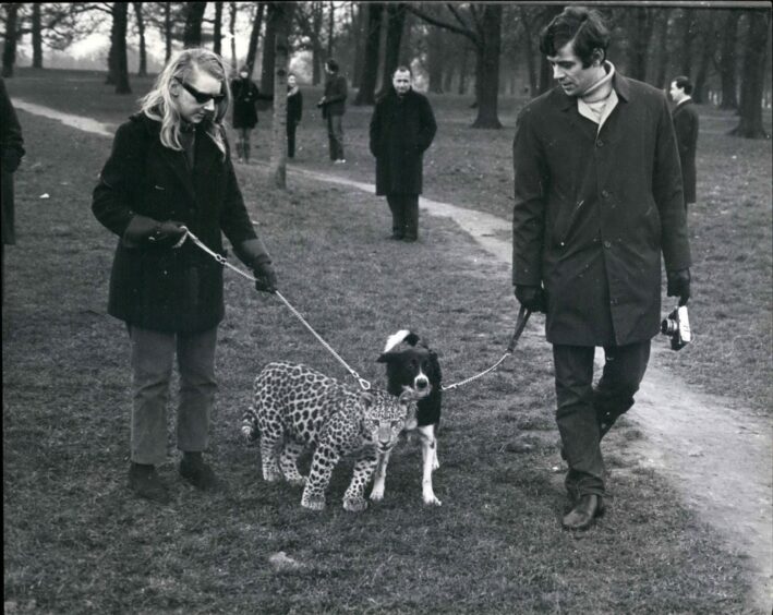 Angela McWilliams taking Michael, her pet leopard for a walk in Kensington Gardens in 1967.  The cat lived with Angela in her Kensington flat. Image: Shutterstock.