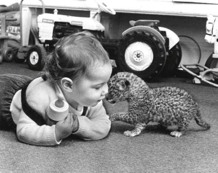 Big cats everywhere! A toddler playing with a baby leopard in the 1960s. Image: Shutterstock.