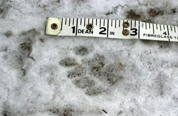 The paw print of an alleged big cat in the snow near Bennachie in 2001