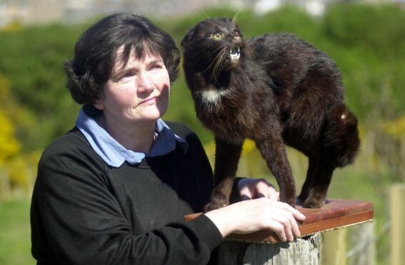 Big cat expert and author Di Francis holding a stuffed Kellas cat.