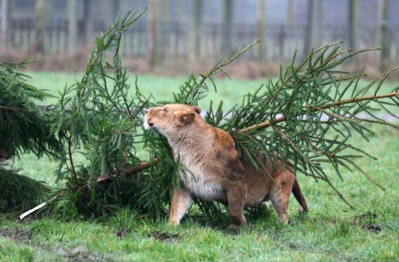 A lioness playing with a tree