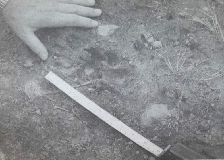 A large pawprint spotted by campers who encountered a big cat on the Atholl Estate in 1994.