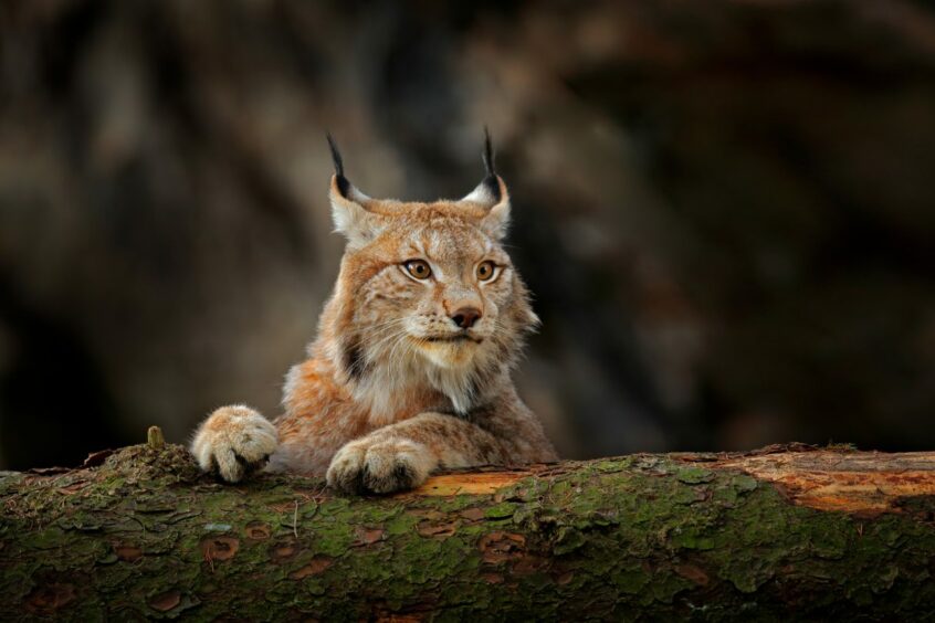 A Eurasian lynx like ones thought to have been spotted in Tayside in the '80s and '90s. Image: Shutterstock.