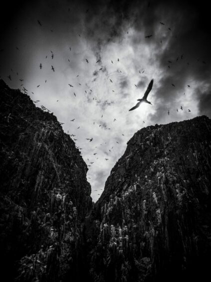 This image of birds soaring was a runner up in the British Wildlife Photography Awards black and white category. 
