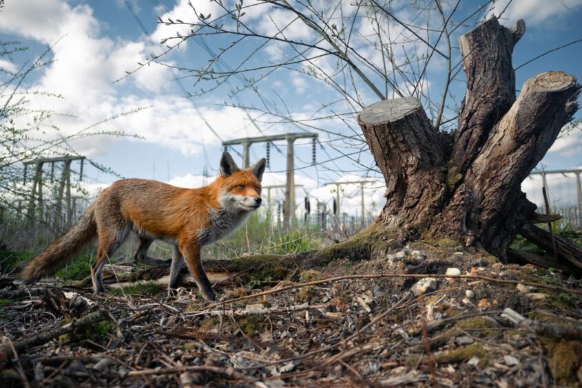 Chris Page won British Wildlife Photographer of the Year for his image of a fox in the destroyed woodland.