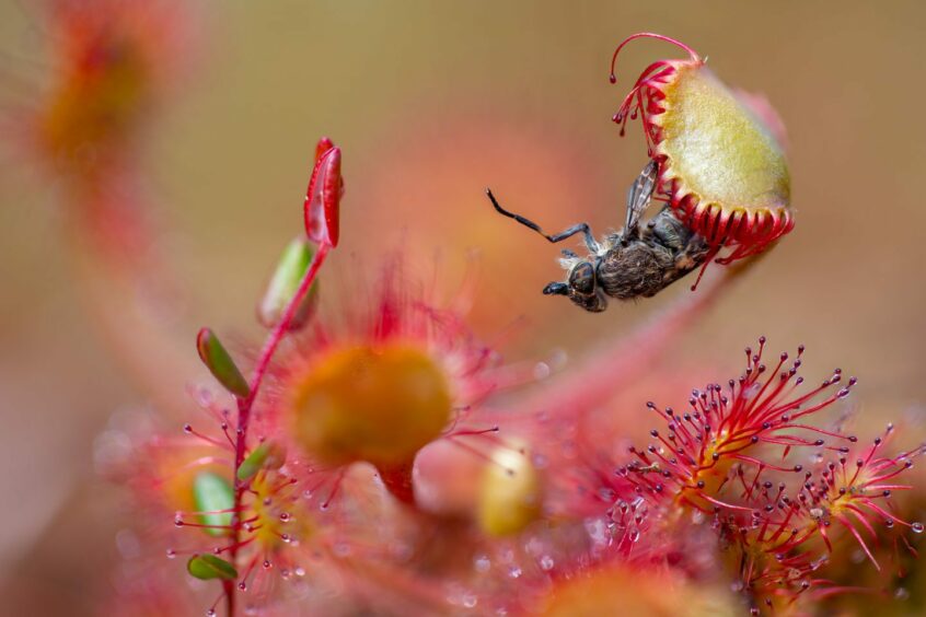 This image of a Horsefly and flower took the top spot in the Botanical Britain category of the 2023 awards. 