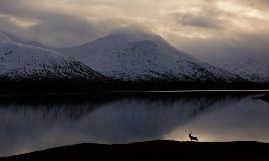 A lone stag with hills in the background. 