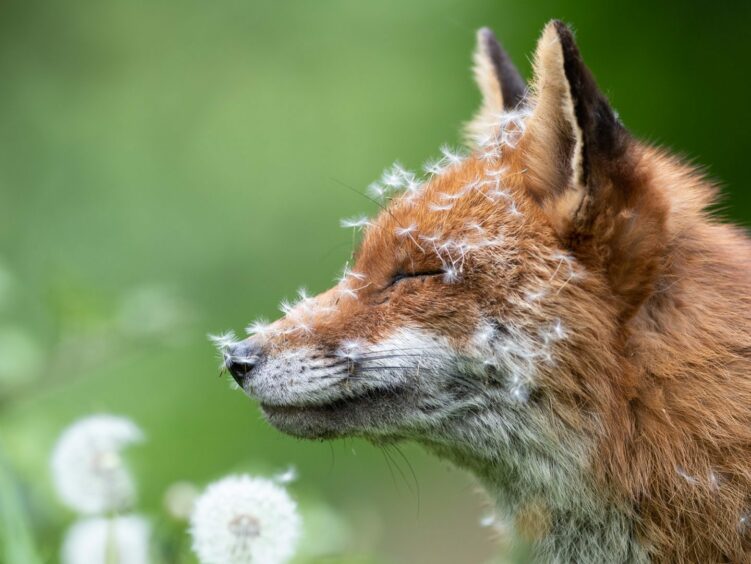 A fox with dandelions covering its face. 