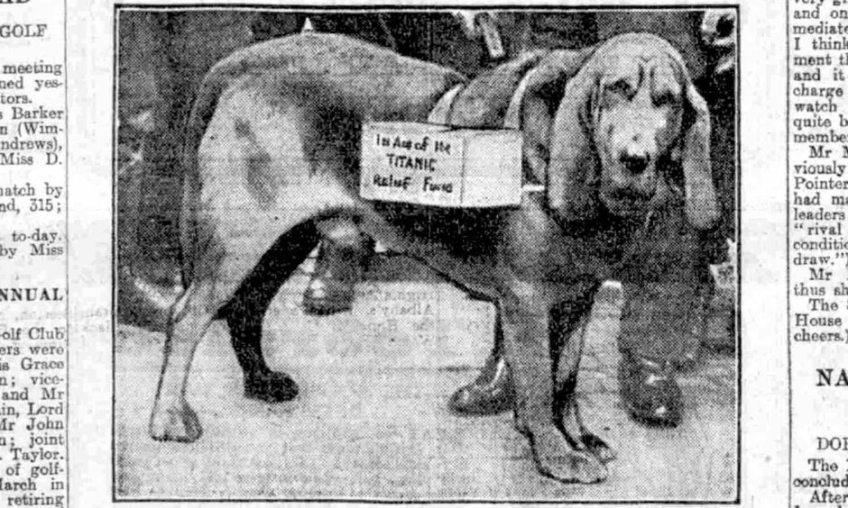 Pedro the bloodhound made headlines in Dundee in 1912. Image: DC Thomson.