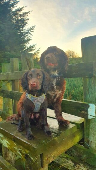 Ollie the 11-month-old springer spaniel with his brother Charlie the sprocker spaniel on a walk. 