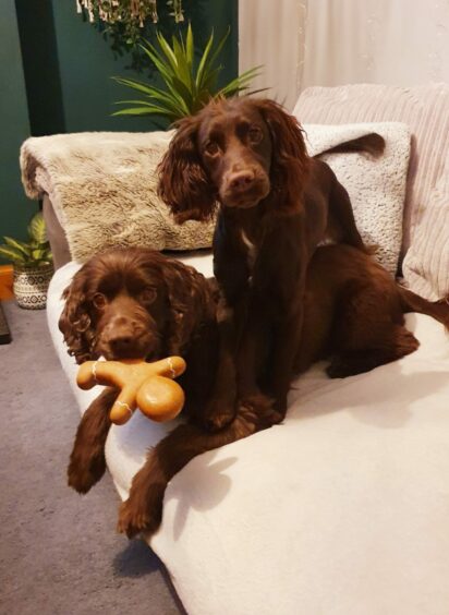 Charlie (left) and Ollie sitting next to each other with a toy on the sofa at Mrs Beaton's home in Bucksburn. 