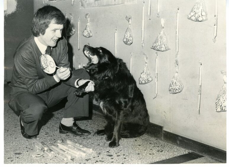 Ri, a stray adopted by the Rialto bingo club's management and patrons, helping Jimmy Smith to deliver sticks of rock and sweets to children in Dundee's hospitals.