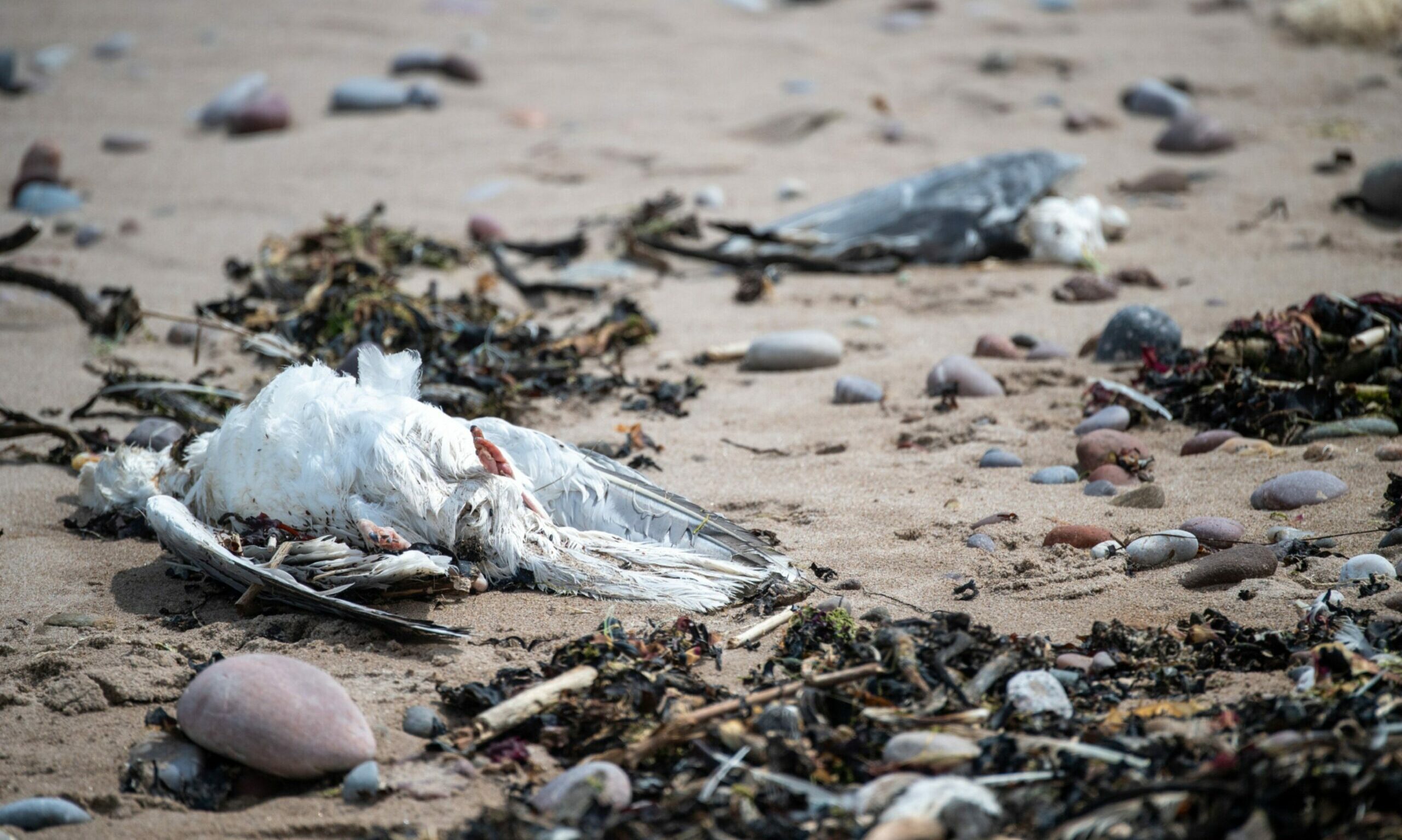 Dead bird among seaweed and stones on Stonehaven beach. 