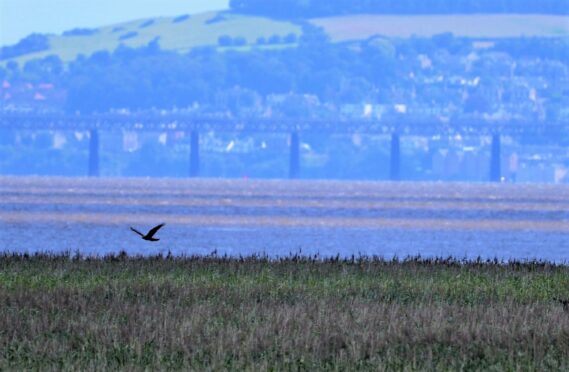 Keith snapped the marsh harrier soaring over reedbeds with the bustling city in the background. Image: Keith Broomfield.