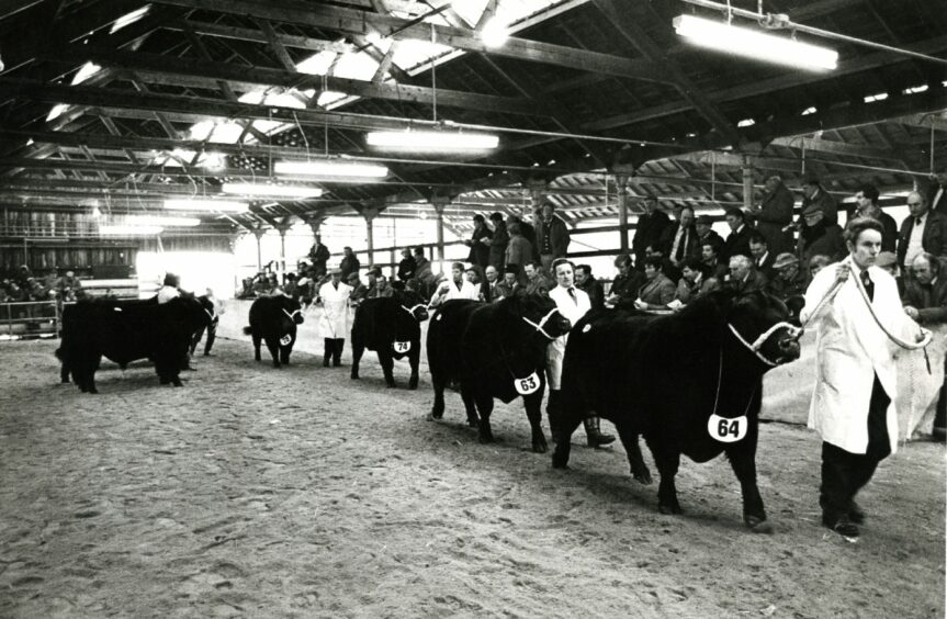 Perth Bull Sales