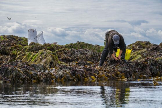 Seaweed Enterprises carries out harvesting at one of its sites on the Fife coast.