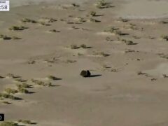 The capsule released by the Osiris-Rex spacecraft after landing to Earth (Nasa TV via AP/PA)