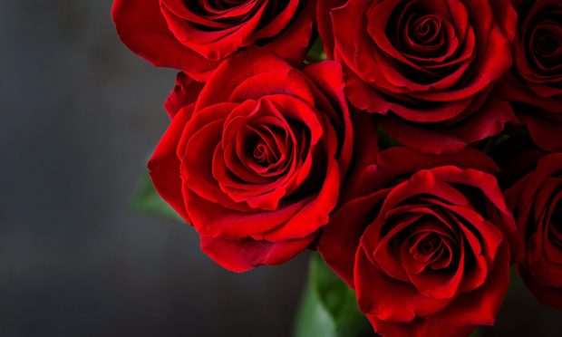Aberdeenshire stalking victim sent 12 red roses on Valentine’s Day from OAP