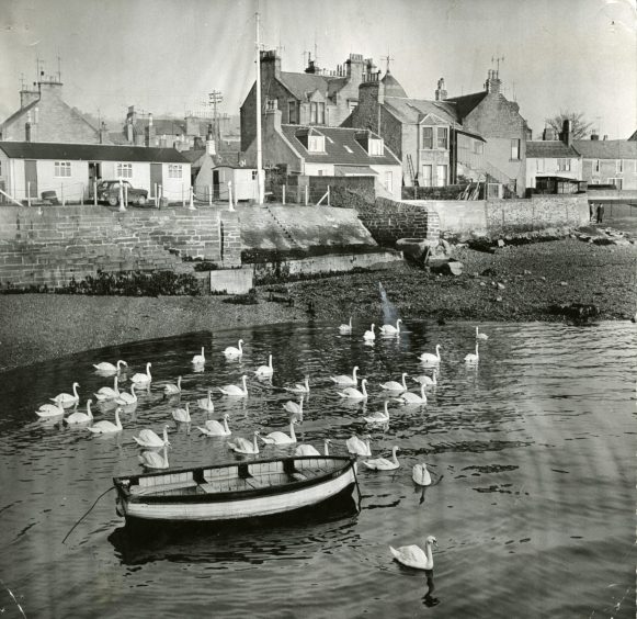 Swans at Broughty Ferry at Beach Crescent in January 1964. Image: DC Thomson.