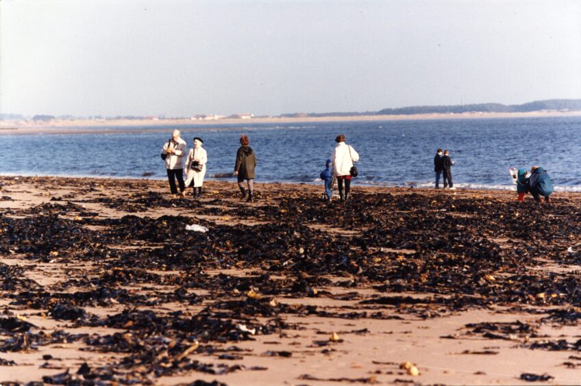 People walk around amid large amounts of seaweed at Broughty Ferry beach. Image: DC Thomson.