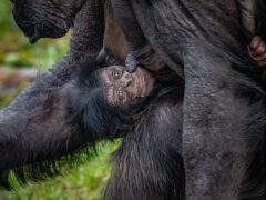 A rare chimpanzee was born at Chester Zoo (Chester Zoo/PA)