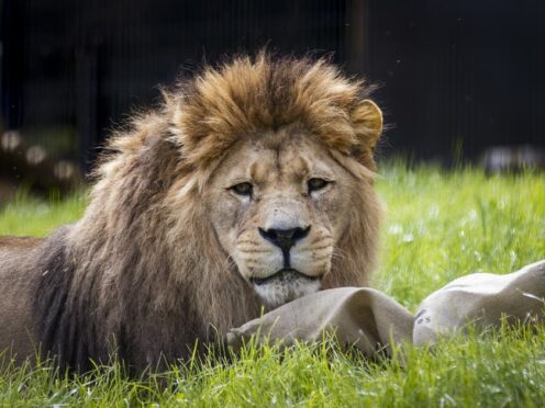Big cats in captivity tend to live longer than their wilder counterparts (Liam McBurney/PA)