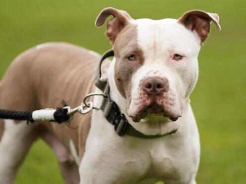 XL Bully dogs must be muzzled and on a lead in public from Friday in Scotland (Jacob King/PA)