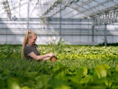 Iliyana Matasheva inspects house plants growing at Bury Lane Farm (Joe Giddens/PA)