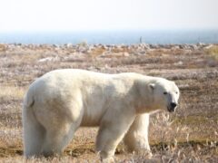 Polar bears in Hudson Bay come onto land when the sea is ice free (David McGeachy/PA)