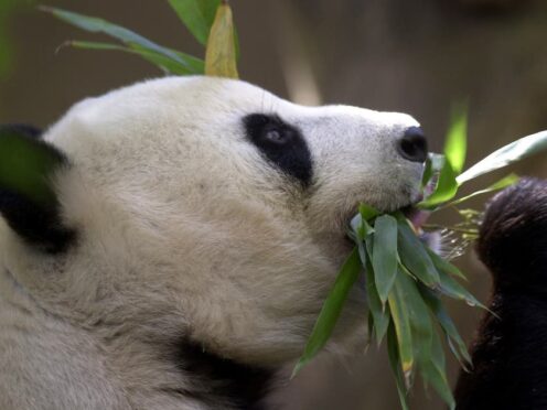 Bai Yun gets a mouthful of bamboo at the San Diego Zoo (Lenny Ignelzi, AP)