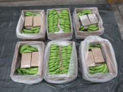 Cocaine was found found in shipment of bananas at Southampton Port (NCA/PA)