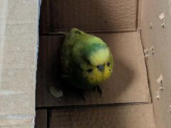 A budgie, affectionately named Budge Lightyear after it was found at a space centre, is looking for its owner (RSPCA/PA)