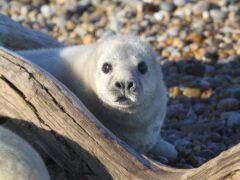 A grey seal colony has established itself at Orford Ness on the Suffolk coast (Andrew Capell/National Trust/PA)