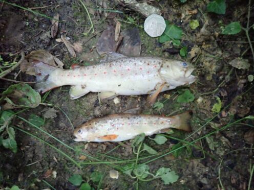Fish killed by the Southern Water pollution of Shawford Lake Stream, Waltham Chase, Hampshire (Environment Agency/PA)