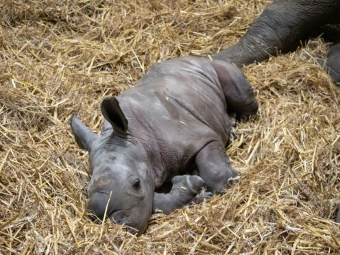 The female rhino was born to parents Bayami and Shaka (Knowsley Safari/PA)
