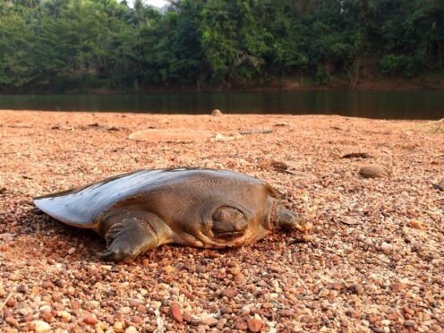 A Cantor’s giant softshell turtle (Pelochelys cantorii) by the Chandragiri river in Kerala, India (Ayushi Jain/University of Portsmouth/PA)