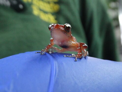 The ‘near threatened’ cinnamon frog has been successfully bred at Cotswold Wildlife Park (Cotswold Wildlife Park/PA)