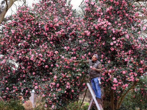 Horticulturist Ruben Vega Rubio tends to the stunning pink camellia which has come into bloom at RHS Garden Wisley in Surrey (RHS/Oliver Dixon/PA)