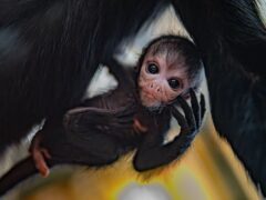 Rare spider monkey born at Chester Zoo (Chester Zoo/PA)