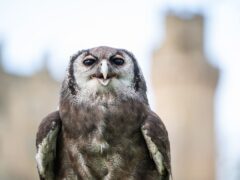 Ernie the owl is retiring after 30 years (Warwick Castle/PA)