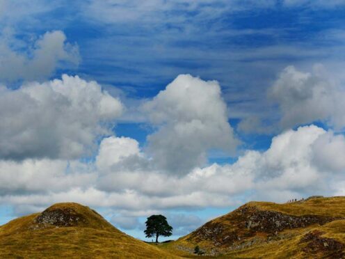 Sycamore Gap was felled in an act of vandalism in September (Owen Humphreys/PA)