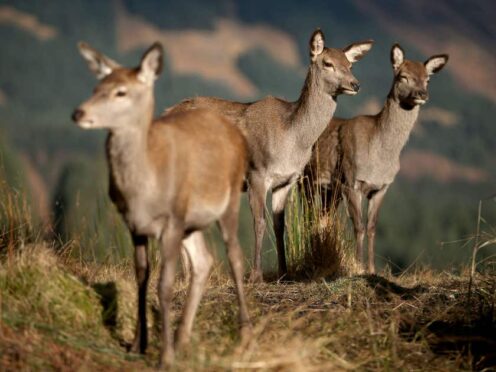 The Scottish Government consultation on deer management closes on March 29 (Jane Barlow/PA)