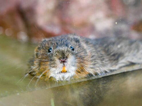 The new funding will help to create and restore habitats for species like the water vole – the UK’s fastest declining mammal. (Ben Birchall/PA)